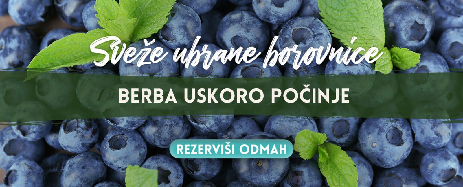 Sveže Borovnice