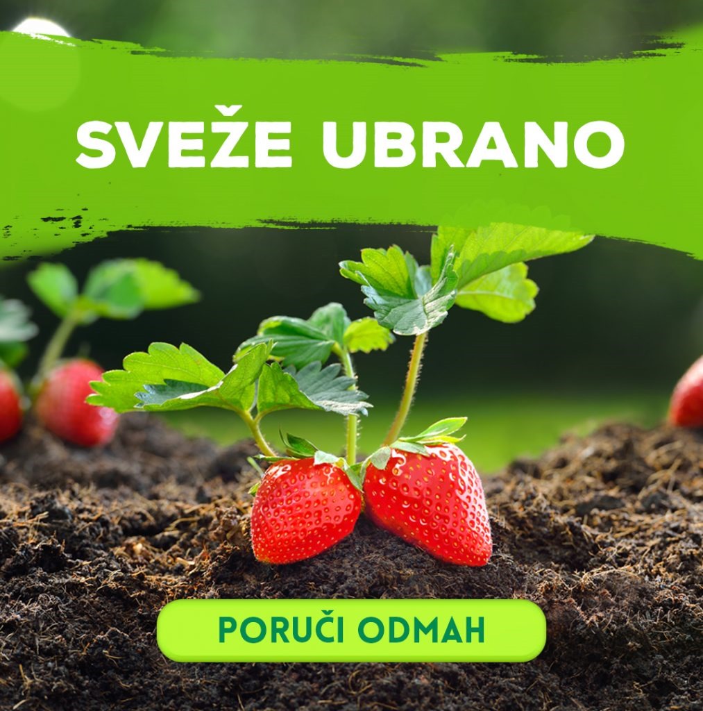 Sveze Jagode