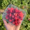 Sveže ubrane maline